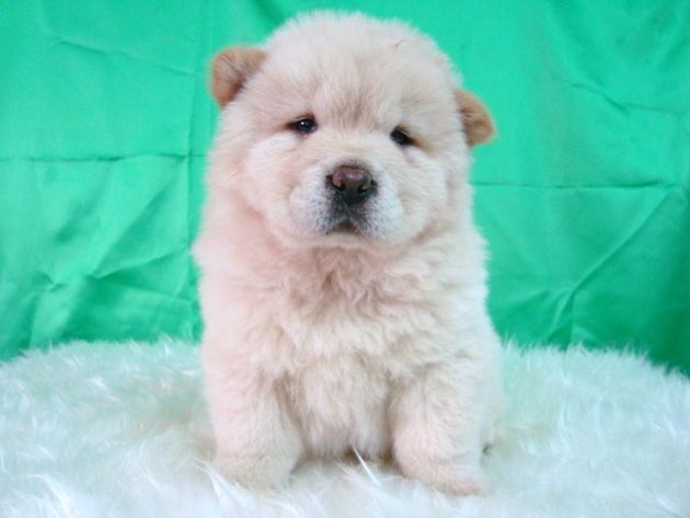 Chow Chow calidad y belleza