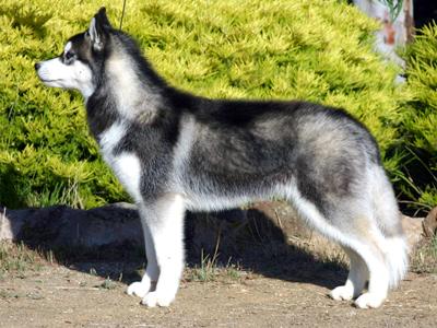 EXCELENTES CACHORROS DE HUSKY SIBERIANO