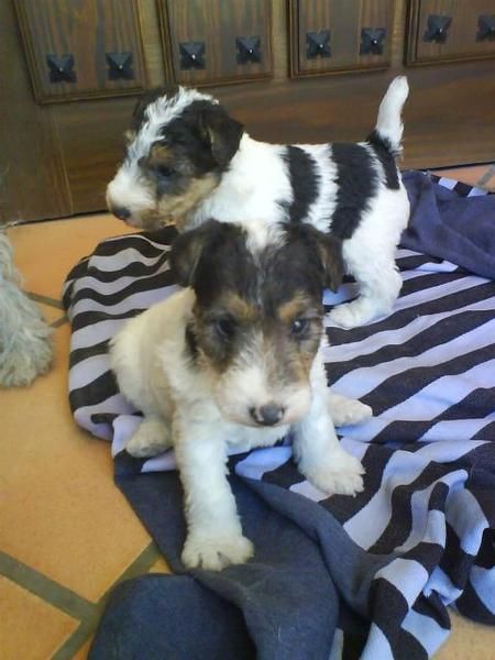 FOX TERRIER A 250 EUROS PEDIGRE OPCIONAL