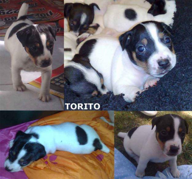 Jack Russell Preciosos Cachorros con Pedigree