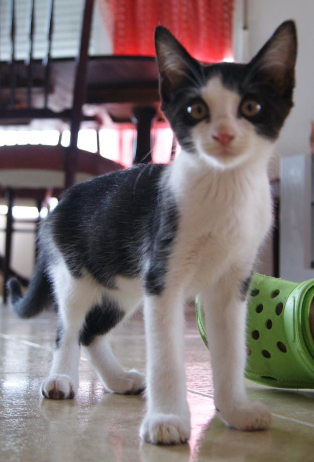 Miky, gato que no queremos que acabe en un refugio.