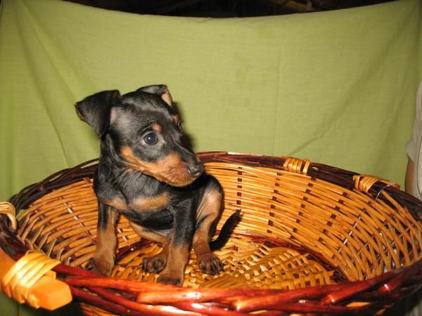 PINSCHER MINI, CACHORROS 320  .