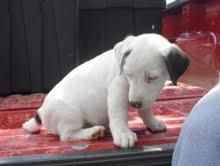 Precioso cachorro Jack Russel Cachorro a bicolor con pedigrí