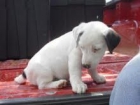 Precioso cachorro Jack Russel Cachorro a bicolor con pedigrí - mejor precio | unprecio.es