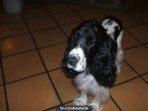 Se ofrece macho de spaniel coquer para monta