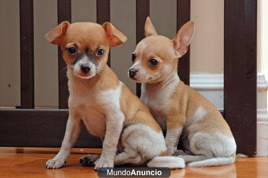 Taza de té Chihuahua cachorros listos para adopción
