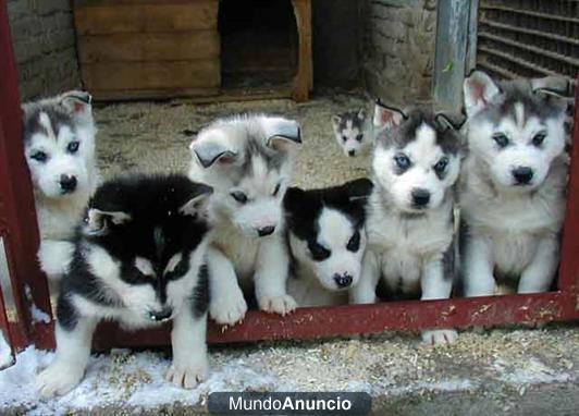 Cachorros Husky vendrá con todos los documentos de salud y vacunas.