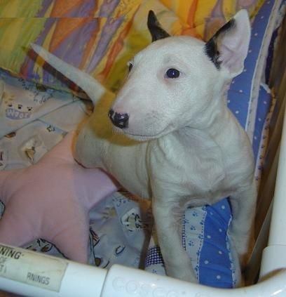 bull terrier cariñoso y juguetón que siempre quiere que jueguen con él y se abrazaron,