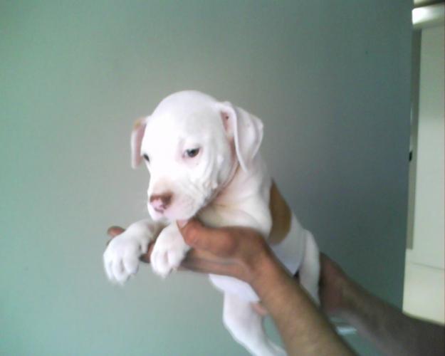 CACHORROS AMERICAN PITBULL EN VENTA (ULTIMAS HEMBRAS)