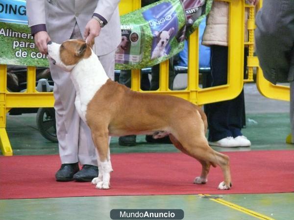 Cachorros de American Staffordshire con pedigree