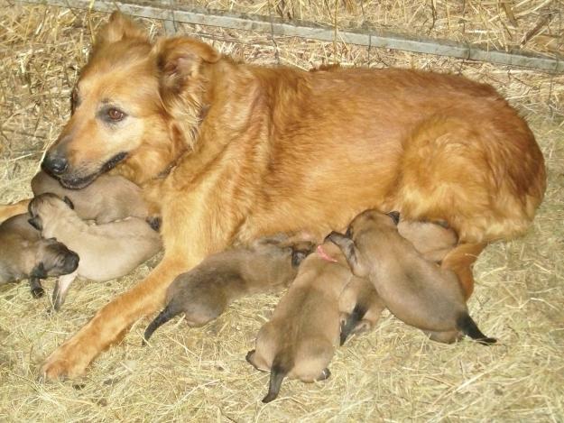 Cachorros de pastor vasco