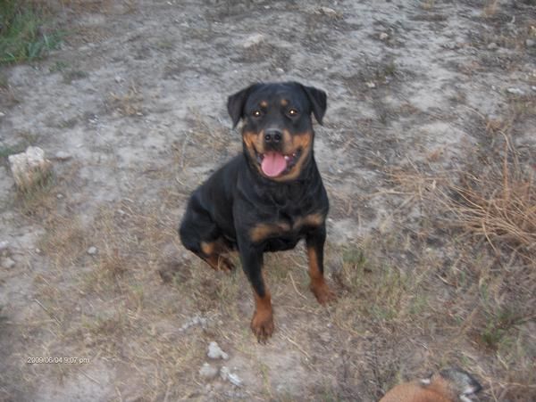 Camada Rottweiler amigo vom schwaiger wappen x Breogan