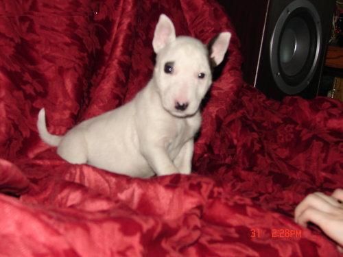 Excelente cachorros de Bull terrier para nuevas viviendas