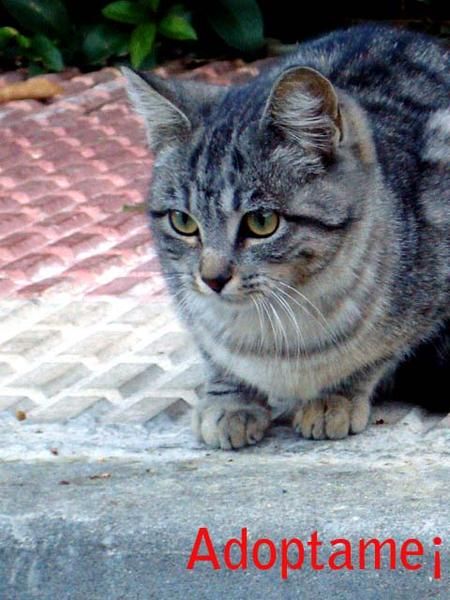 Gatito en adopción,Bolita necesita un hogar¡