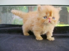 gatitos persas para su adopcion - mejor precio | unprecio.es