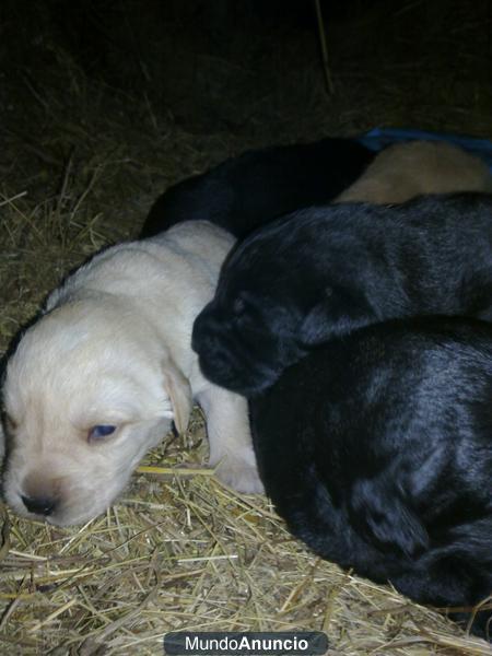 PRECIOSA CAMADA DE CACHORROS DE LABRADOR