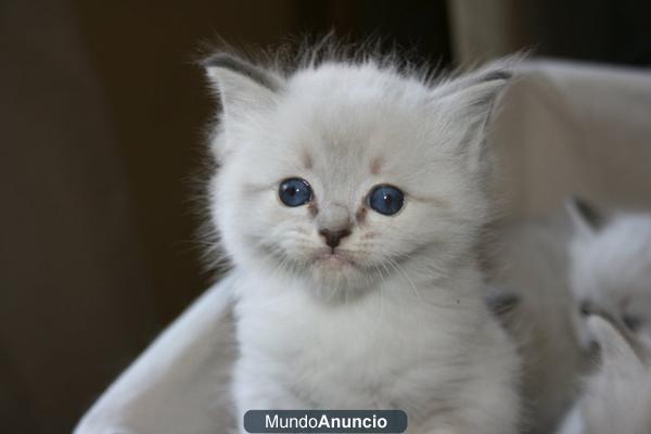 Ragdoll cachorros en venta