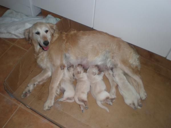 venta de golden retriever puros 300