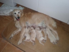 venta de golden retriever puros 300 - mejor precio | unprecio.es