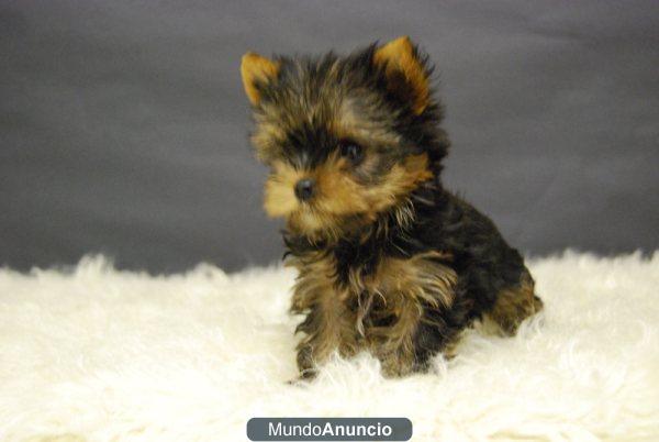 yorkshire terrier con 2 meses disponibles para entregar