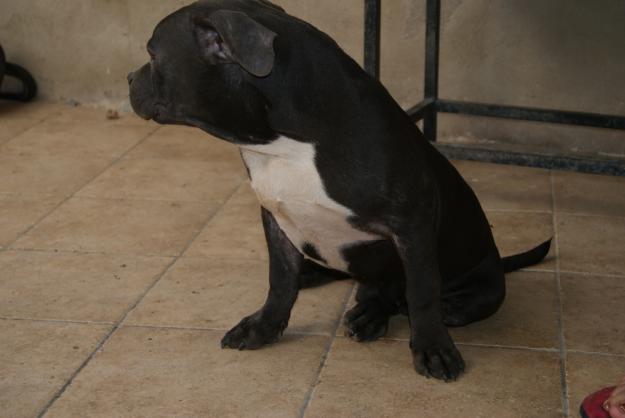 CACHORRO DE AMERICAN BULLY BLUE