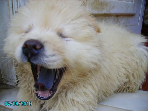 CHOW CHOW BLANCOS E CREMAS