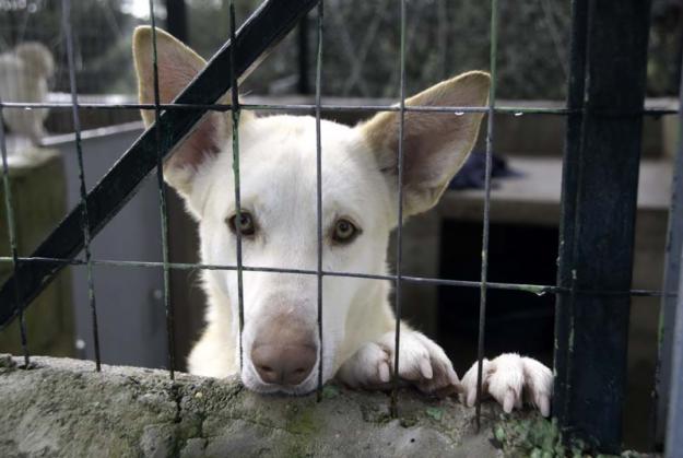 claudia, cachorrita mediana en adopción