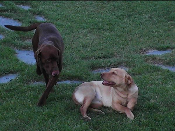 Perdida labradora amarilla