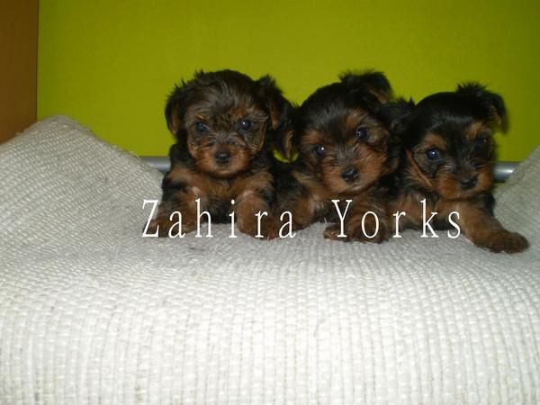 YORKSHIRE TERRIER