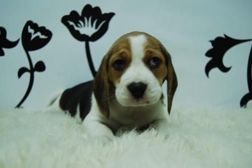 BEAGLE! CACHORRINES TRICOLOR--2MESES