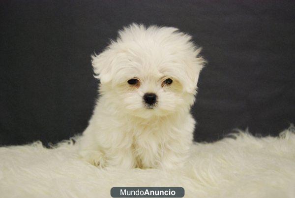 Bichon Malteses Preciosa Camada Blancos y Pequeños con 2 meses