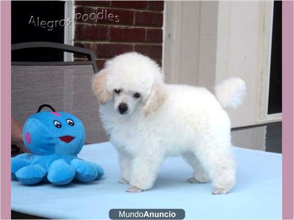 Blanco Toy Poodle Cachorro