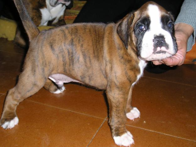 BOXER ATIGRADO