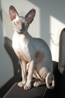 busco macho sphynx para monta - mejor precio | unprecio.es