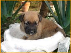 Cachorra de un mes en adopcion