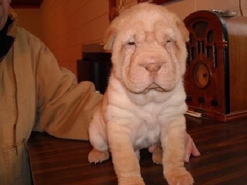 cachorrito shar pei azul