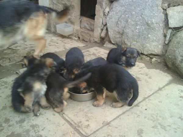 Cachorros de Pastor Aleman