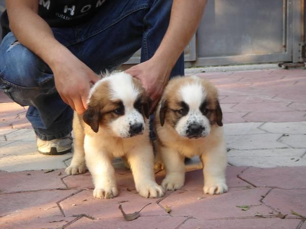 CACHORROS DE SAN BERNARDO 450