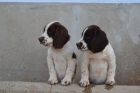 Cachorros english springer spaniel - mejor precio | unprecio.es