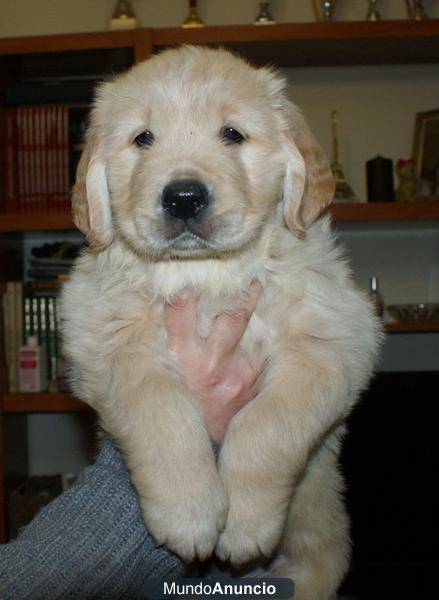 Cachorros Golden Retriever