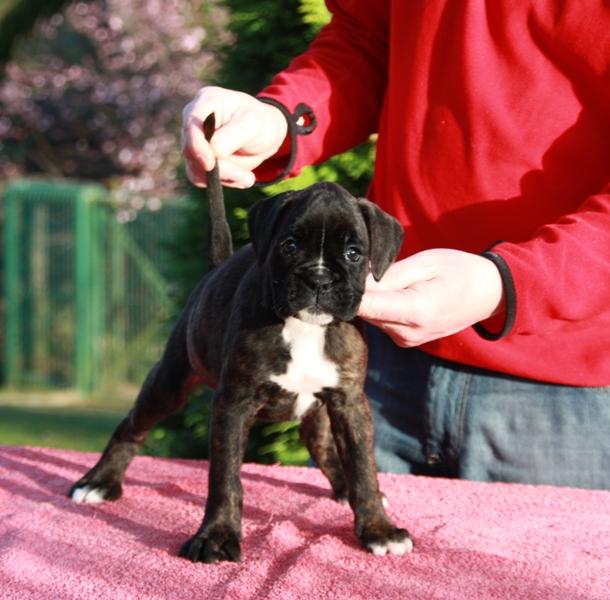 Espectacular cachorra boxer