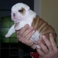 HERMOSOS CACHORROS BULLDOG INGLES