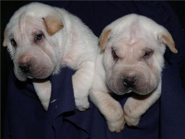 Magnificos cachorros de Shar-Pei ¡Garantia veterinaria!