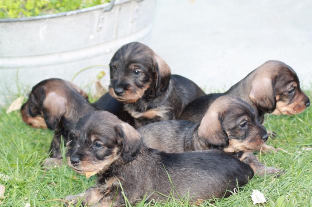 Se venden preciosos perritos teckel