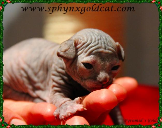 sphynx gato sin pelo