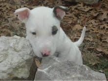 Ven por mí, que estoy solo aquí (BULL TERRIER CACHORRO)