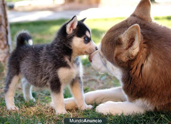 Vendo cachorros Husky