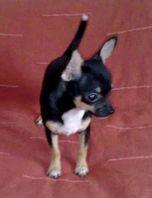 VENDO CHIHUAHUA CHIGUAGUA