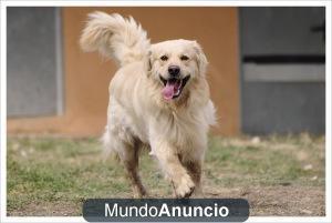 GIN GOLDEN EN ADOPCIÓN