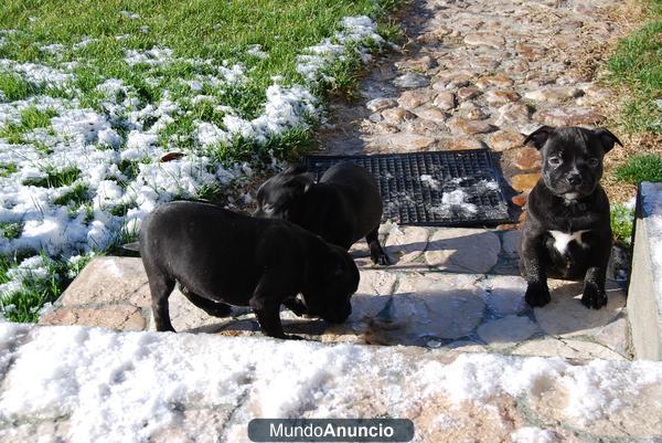 Staffordshire bull terrier, en venta¡¡ nueva camada¡¡¡ excelente calidad